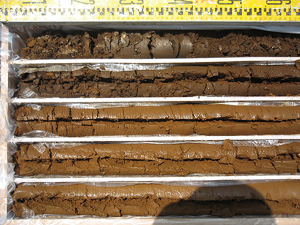 採取した土壌は専用のコア箱に入れ土壌の採取を行ないます。
